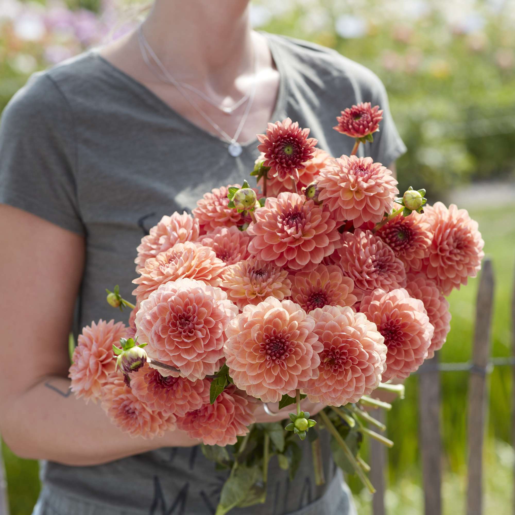 Dahlia 'Orange Breeze'